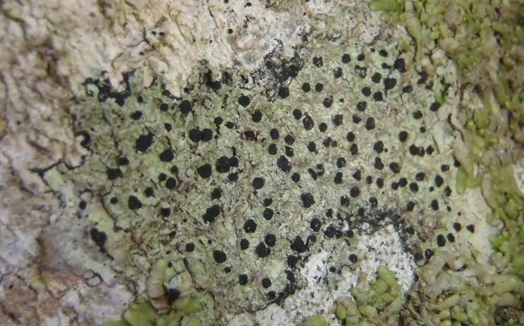 Megalaria pulverea