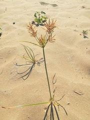 Cyperus esculentus leptostachyus