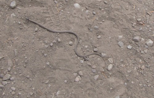 Western Terrestrial Garter Snake photographed in Wyoming