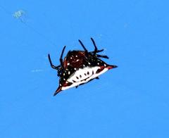 Gasteracantha sanguinolenta