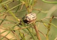 Leptinotarsa lineolata