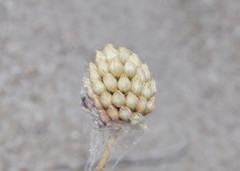 Allium sphaerocephalon aegaeum