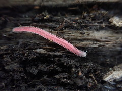 Gosodesmus claremontus