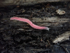 Gosodesmus claremontus