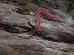 Gosodesmus claremontus