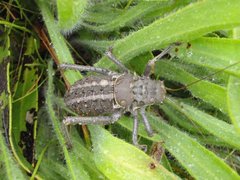 Hetrodes pupus pupus