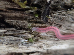 Gosodesmus claremontus