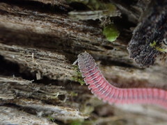 Gosodesmus claremontus