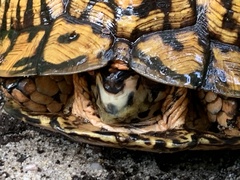 Terrapene carolina carolina