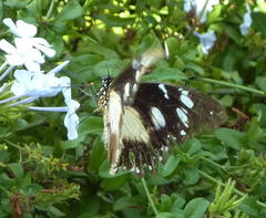 Papilio dardanus cenea