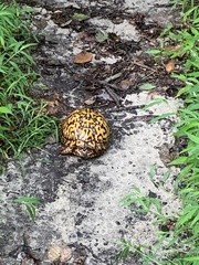 Terrapene carolina carolina