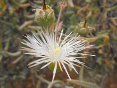 Mesembryanthemum brevicarpum