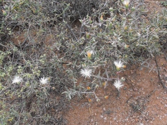 Mesembryanthemum brevicarpum