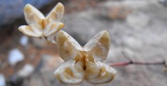 Mesembryanthemum brevicarpum
