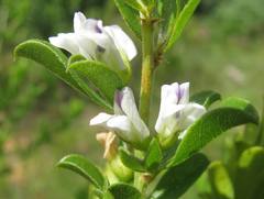Psoralea prodiens