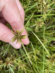 Cyperus flavescens