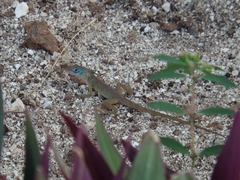 Anolis pogus