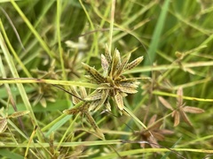 Cyperus flavescens