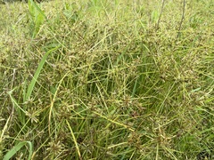 Cyperus flavescens