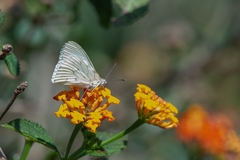 Hesperocharis anguitia