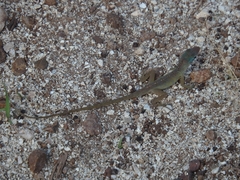 Anolis pogus