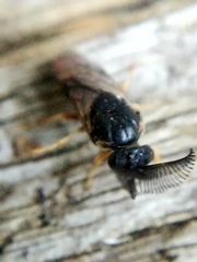 Neodiprion sertifer