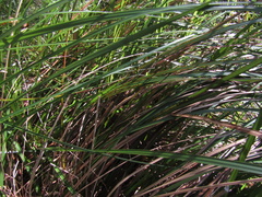Phylidonyris niger