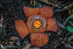 Rafflesia lagascae