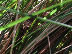 Phylidonyris niger
