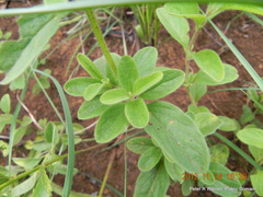 Syncolostemon bolusii