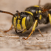 Square-headed Wasps, Sand Wasps, and Allies - Photo (c) jrheinen, some rights reserved (CC BY-NC), uploaded by jrheinen