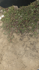 Sesuvium portulacastrum