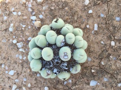 Conophytum calculus calculus
