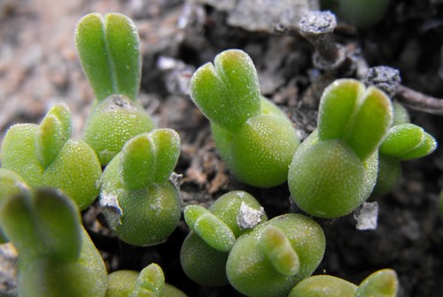 Meyerophytum meyeri (Schwantes) Schwantes 3