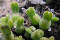 Meyerophytum meyeri