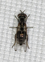 Senopterina foxleei