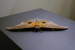 Pseudobunaea tyrrhena