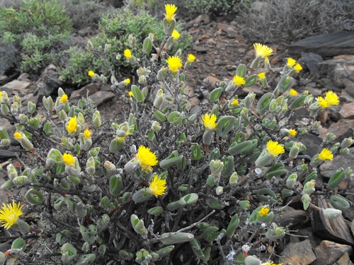 Mesembryanthemum proximum N.E.Br.