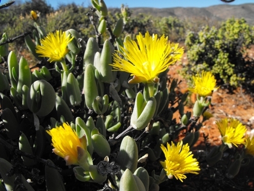 Mitrophyllum dissitum