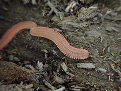 Brachycybe rosea