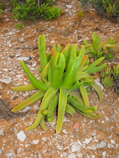 Bishop Willyfig
