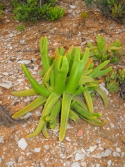 Mitrophyllum mitratum