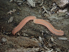 Brachycybe rosea