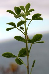 Indigofera erecta
