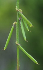 Indigofera erecta