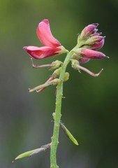 Indigofera erecta