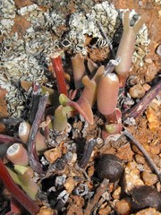 Mitrophyllum