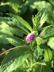 Epilobium hirsutum