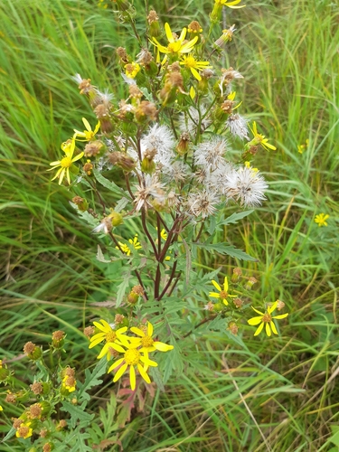Cut-Leaved Ragwort