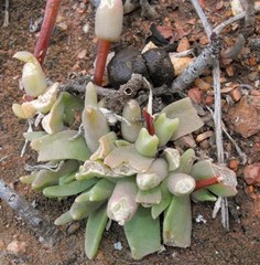 Mitrophyllum